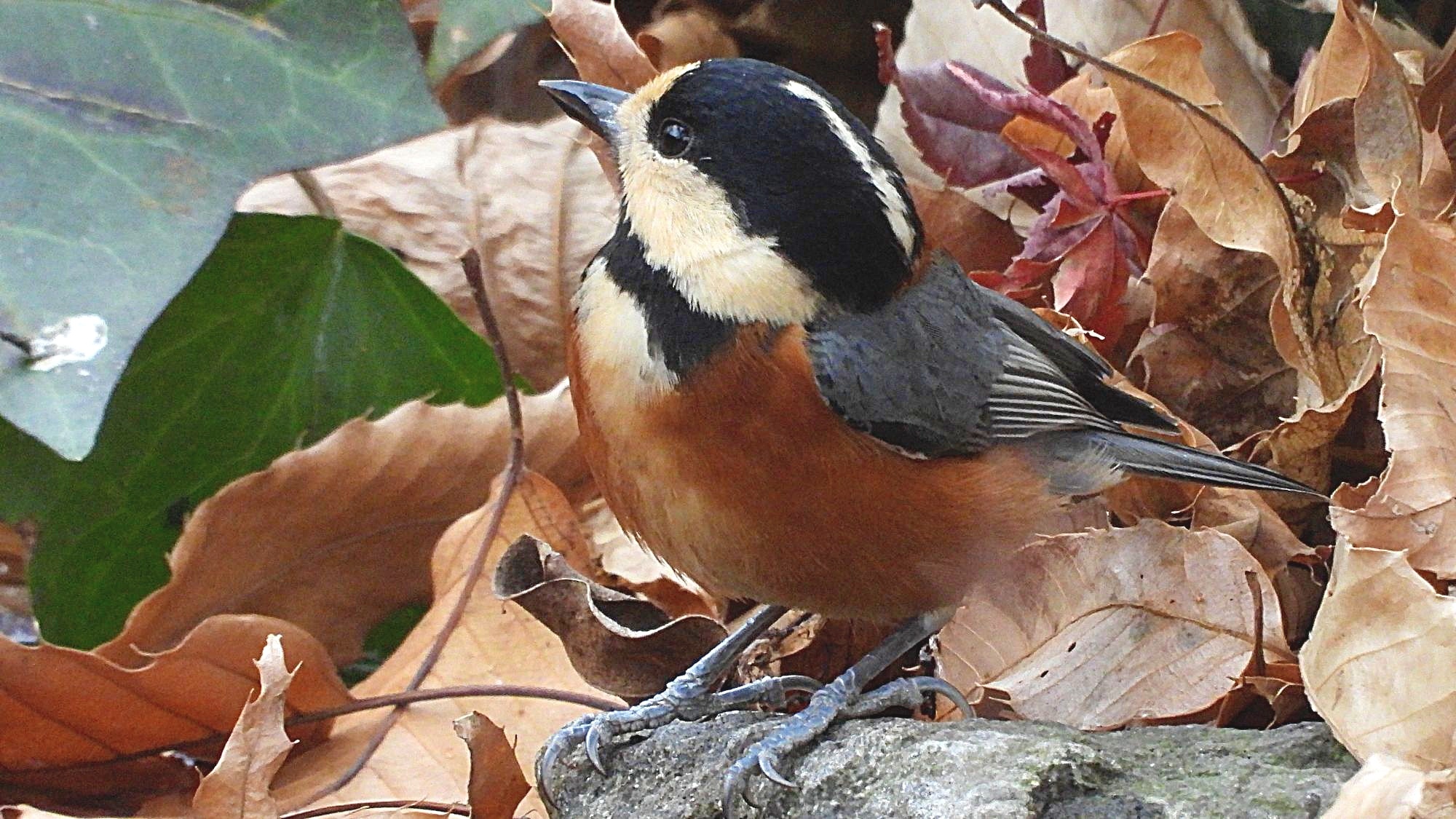 ヤマの楽しい野鳥掲示板